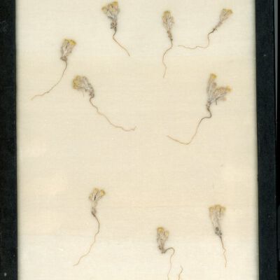 Plant Specimen, Mounted