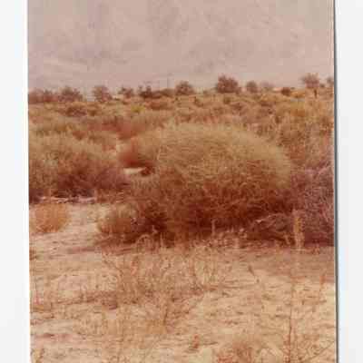 Print, Photographic