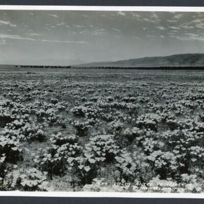 Print, Photographic