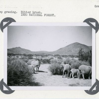 Sheep Grazing . Bitter brush. INYO NATIONAL FOREST. Grazing.
