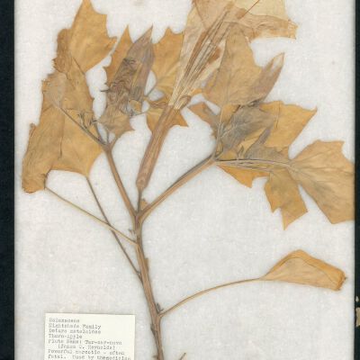 Plant Specimen, Mounted