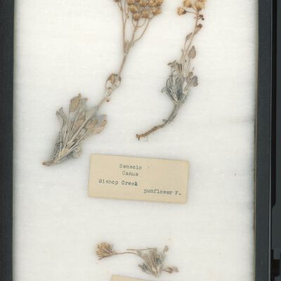 Plant Specimen, Mounted