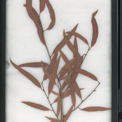 Plant Specimen, Mounted