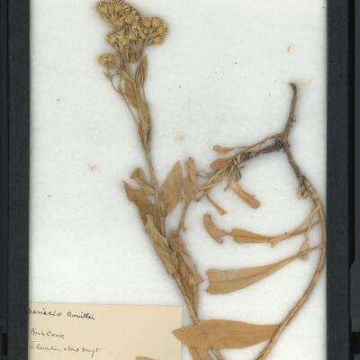 Plant Specimen, Mounted
