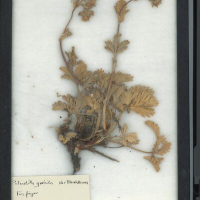 Plant Specimen, Mounted
