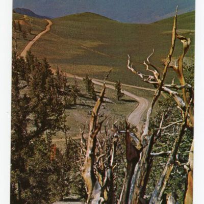 Print, Postcard