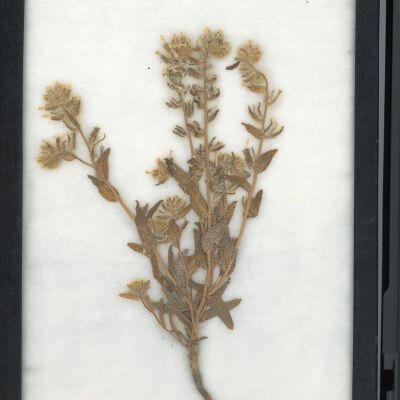 Plant Specimen, Mounted