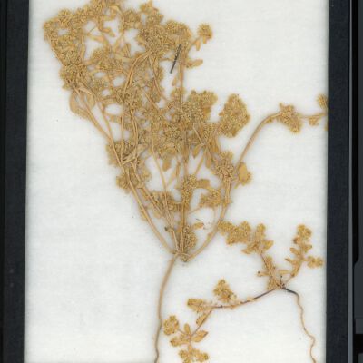 Plant Specimen, Mounted