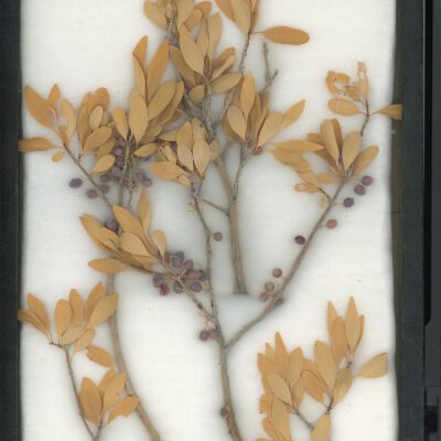 Plant Specimen, Mounted