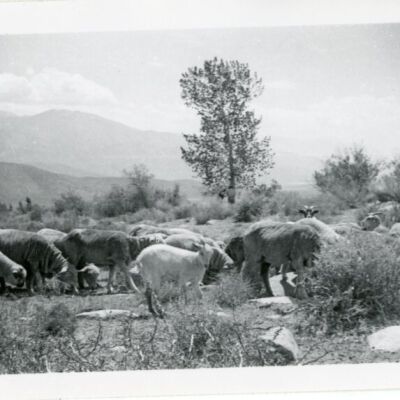 Print, Photographic