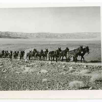 20 Mule Team Crossing Panamint Valley