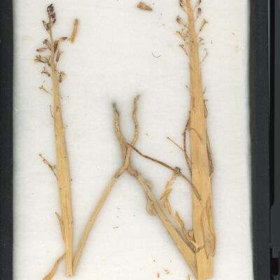 Plant Specimen, Mounted