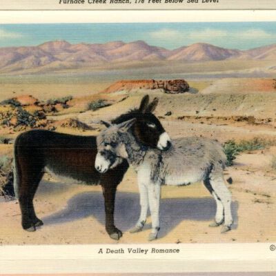 Furnace Creek Ranch, 178 Feet Below Sea Level