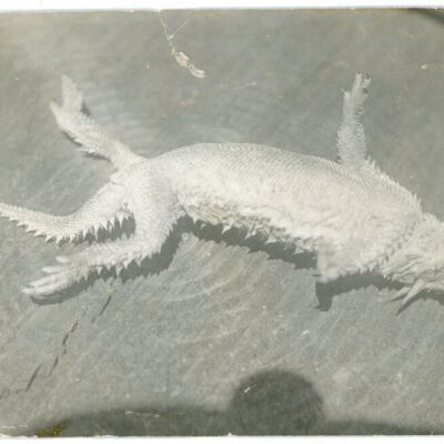 Print, Photographic