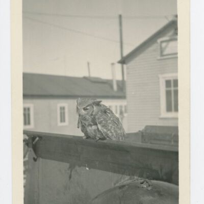 Print, Photographic