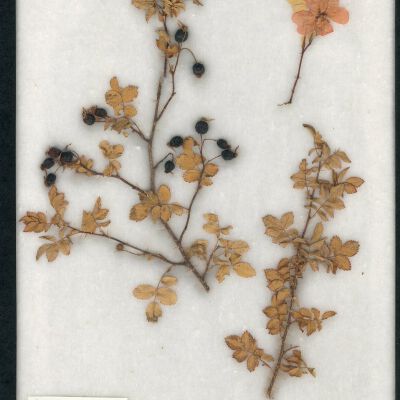 Plant Specimen, Mounted