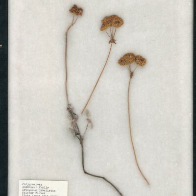 Plant Specimen, Mounted
