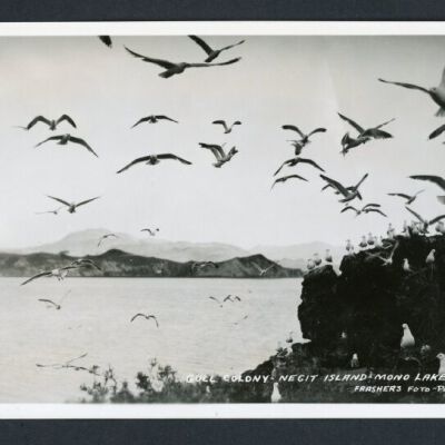 Print, Photographic