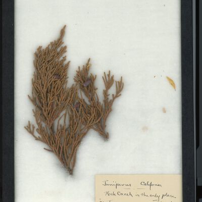 Plant Specimen, Mounted