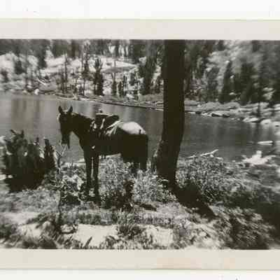 Print, Photographic