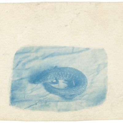 Print, Photographic