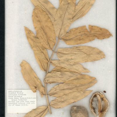 Plant Specimen, Mounted