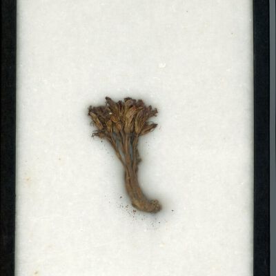 Plant Specimen, Mounted