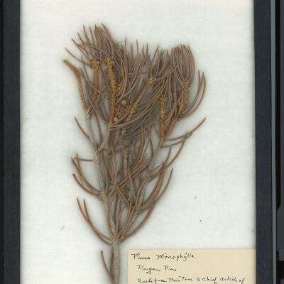 Plant Specimen, Mounted