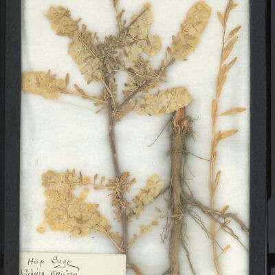 Plant Specimen, Mounted