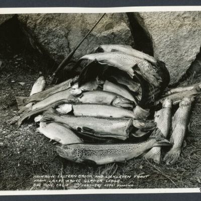 Print, Photographic