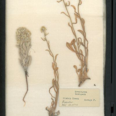 Plant Specimen, Mounted
