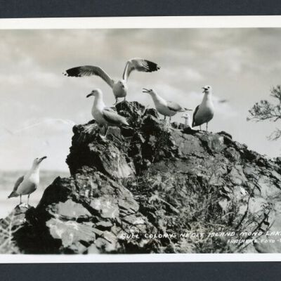 Print, Photographic