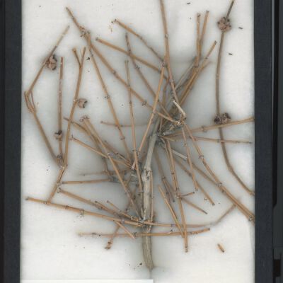 Plant Specimen, Mounted