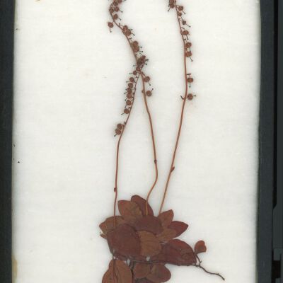 Plant Specimen, Mounted