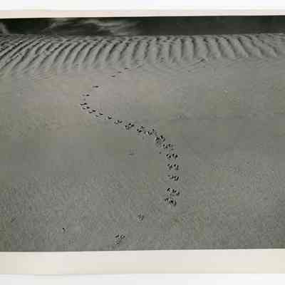 Print, Photographic