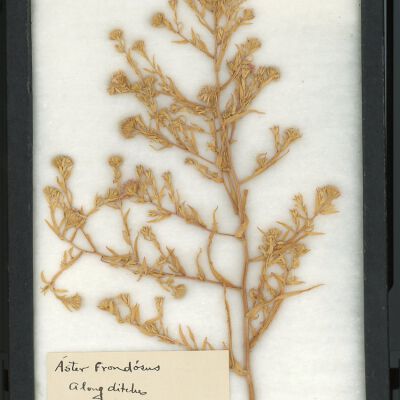 Plant Specimen, Mounted