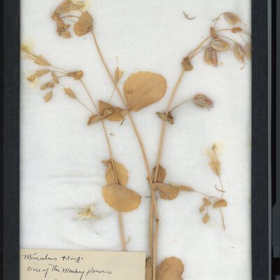 Plant Specimen, Mounted