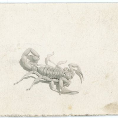 Print, Photographic