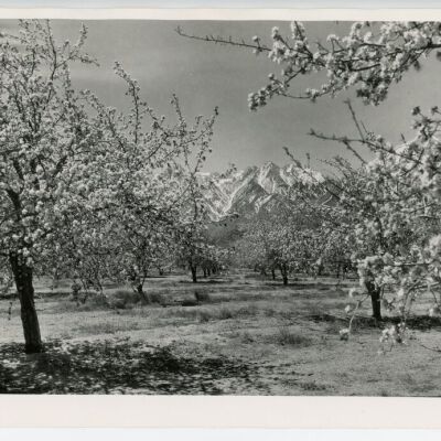 Print, Photographic