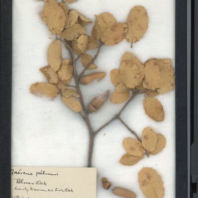 Plant Specimen, Mounted