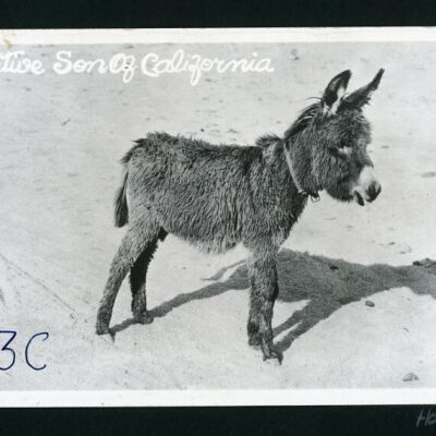 Print, Photographic