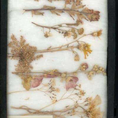 Plant Specimen, Mounted