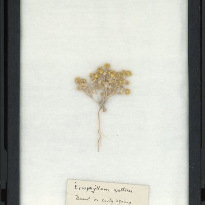 Plant Specimen, Mounted