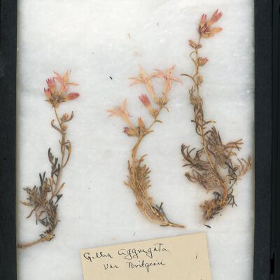 Plant Specimen, Mounted