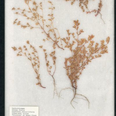 Plant Specimen, Mounted