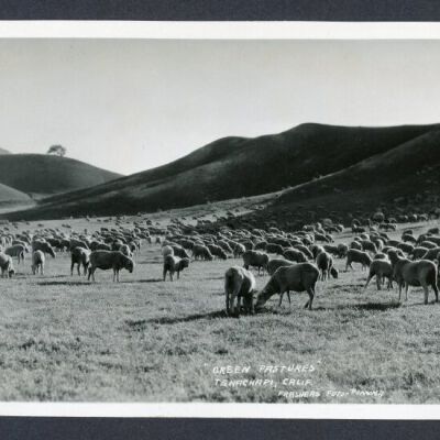 Print, Photographic