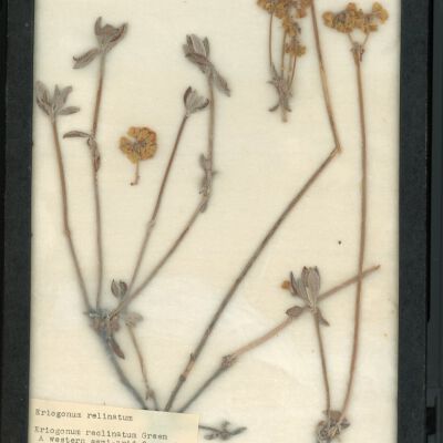 Plant Specimen, Mounted