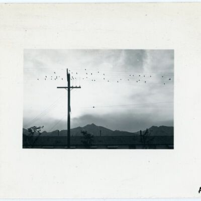 Birds on wire, evening