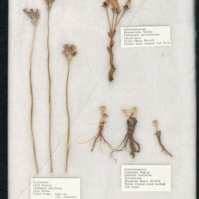 Plant Specimen, Mounted
