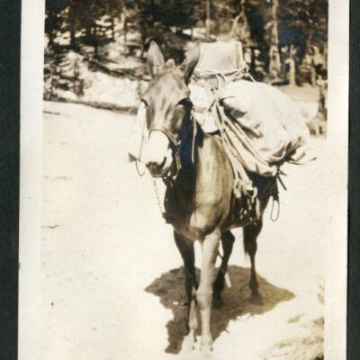Print, Photographic